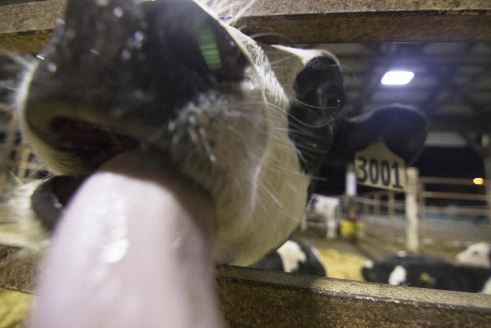 A cow pokes its head through the fence in the St. Paul Campus cattle feeding shed.