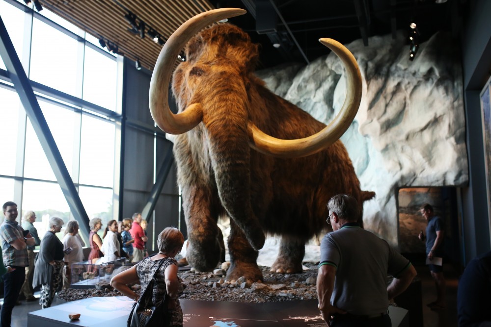 A new 500 pound woolly mammoth sculpture at the Bell Museum is displayed on Friday July 14.