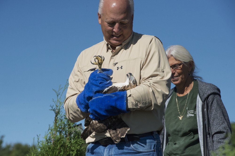 A male red-tailed hawk is released by CNC volunteers Jeff Carlson and Stacy Carlson on Saturday, Sept. 22. The hawk had been seen hitting multiple windows in Minneapolis before being admitted to the Universitys Raptor Center.