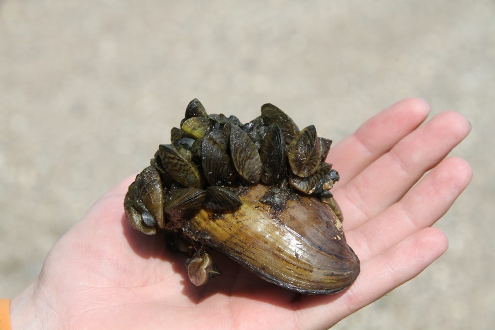 Zebra mussels cover a mussel native to Minnesota.