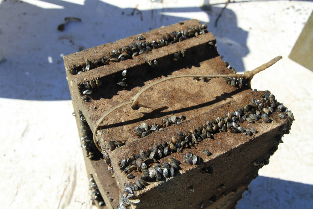 Zebra mussels inhabit a cinder block.