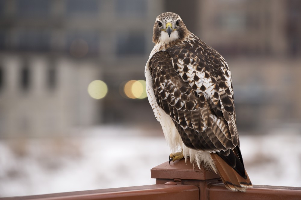 A hawk perches on the railing of the Stone Arch Bridge on Wednesday, Dec. 12. 