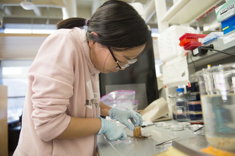 Yanmei Zhang, a post doctoral student in plant and microbial biology, calculates wood density and volume measurement at the Cargill Building on Monday, Dec. 10 in Saint Paul.