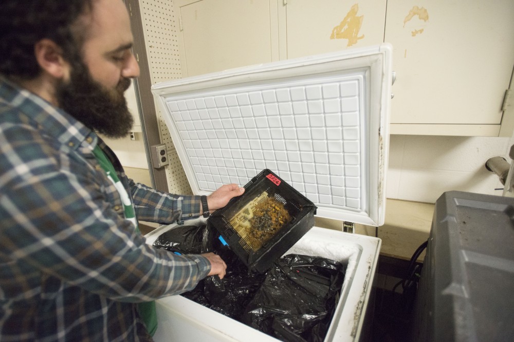Temo Balakhashvili, lab supervisor at Dr. Vera Krischiks lab holds a colony of frozen bumblebees in Hodson Hall on the St. Paul campus on Tuesday, March 26.