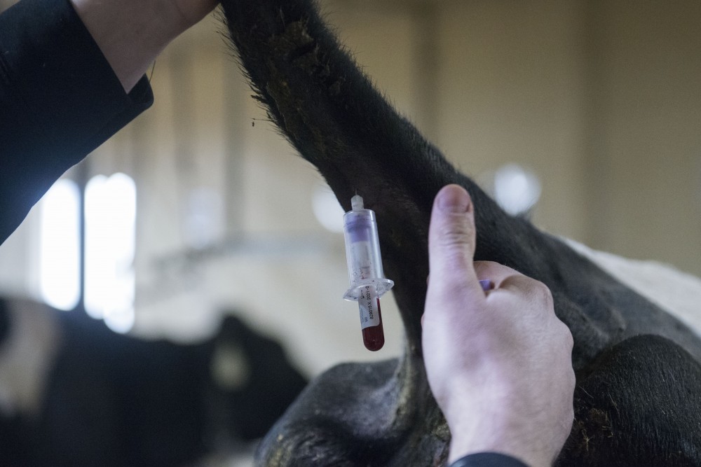Bovine blood lab technician Keith Yorek takes a small sample of blood from a cows tail at the Dairy Cattle Teaching Research Center on the Saint Paul campus on Thursday, April 4. This blood sample will be used to check vitals such as electrolyte levels in the cow. 