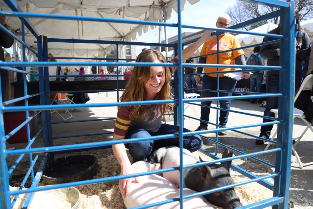 Veterinary graduate student Taylor Homann pets pigs during Agriculture Awareness Day on Northrop mall on April 16. Homann works closely with the University to prevent the spread of African swine. 