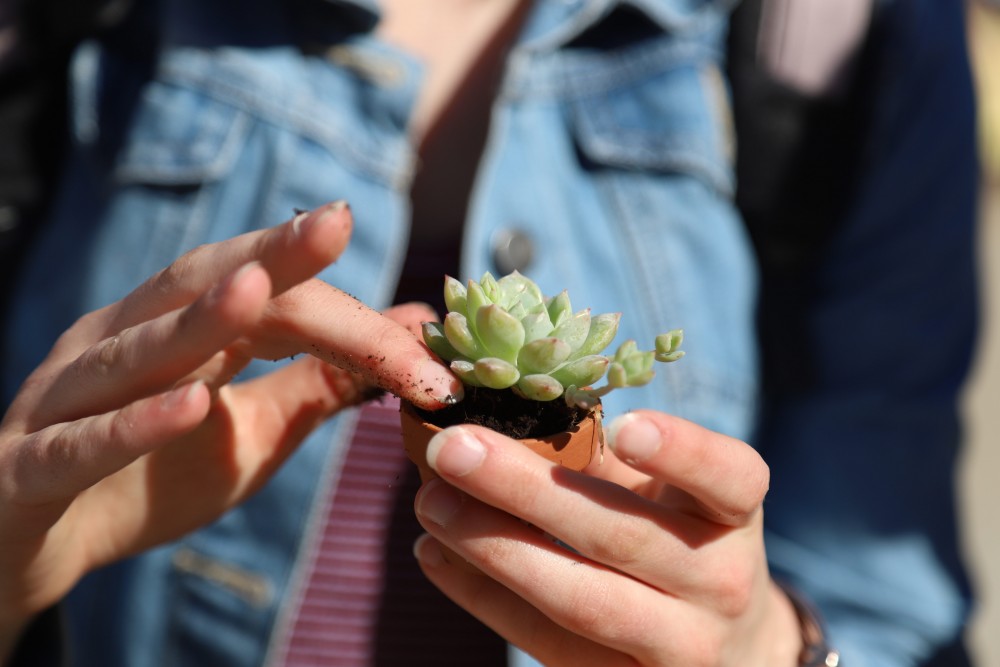 Students plant their own succulents at the Environmental Justice Earth Day celebration in Northrop Mall on Friday, April 19.