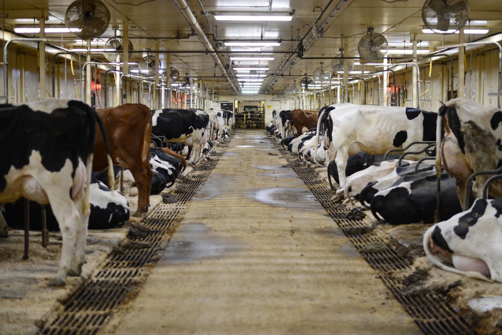 3:19 a.m.
Dairy cows in the Dairy Cattle Teaching and Research building in St. Paul.