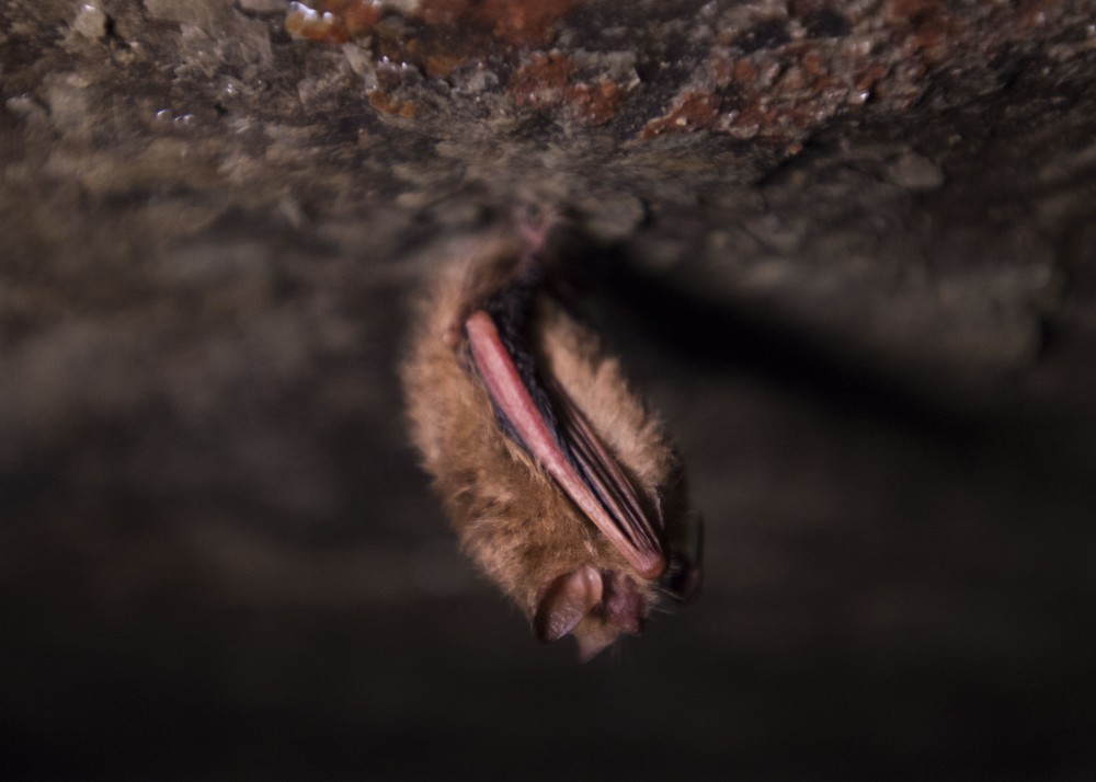 5:04 a.m.
A bat hangs from the ceiling in a man-made cave on the West Bank campus. The cave was once a brewery cave in the late 19th century, used for cooling purposes before refrigeration had been invented.
