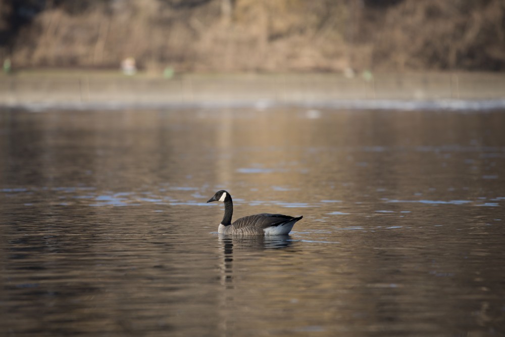 7:49 a.m.
A Canadian goose swims on the Mississippi River. 
