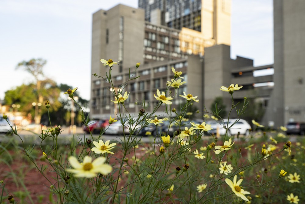A rain and pollinator garden in the Riverside Plaza area as seen on Sunday, June 30 2019.