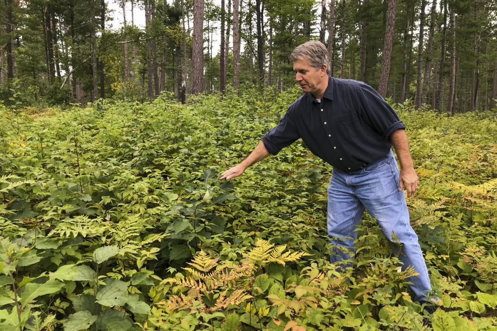 Brian Palik, site lead for the Cutfoot Experimental Forest, points out different types of trees at the Cutfoot Experimental Forest on Saturday, Sept. 7. 