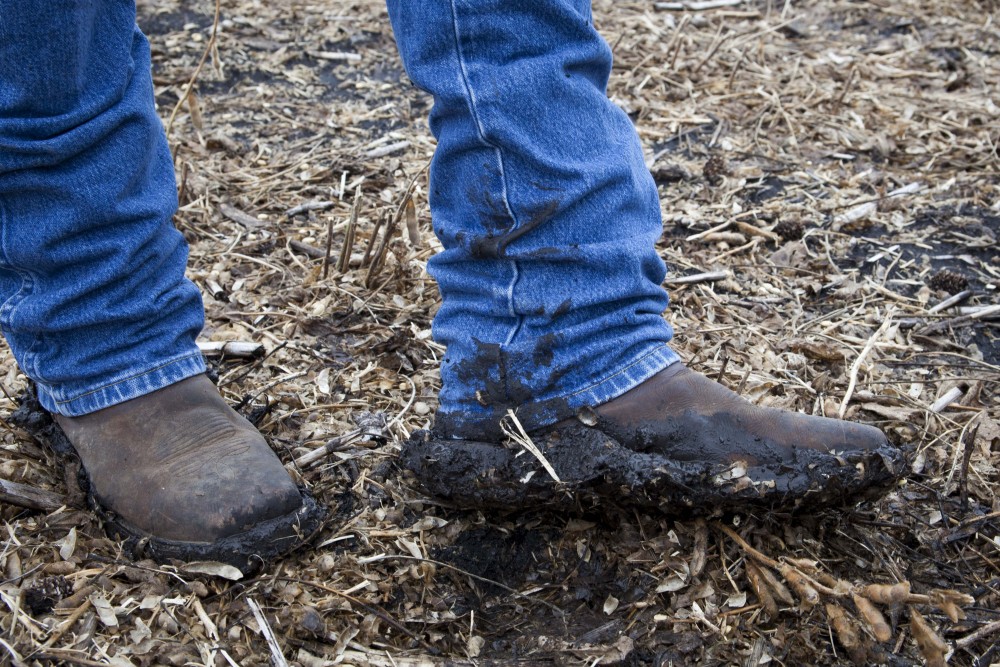 Kameron Duncanson, a farmer with the KD2 Farms Partnership and a University of Minnesota alumni, demonstrates how sodden his soybean fields are in Mapleton, Minnesota on Friday, Oct. 4, 2019. He says that the abundance of rain this growing season has made harvesting more difficult, but that he and other farmers are not unfamiliar with these challenges. 