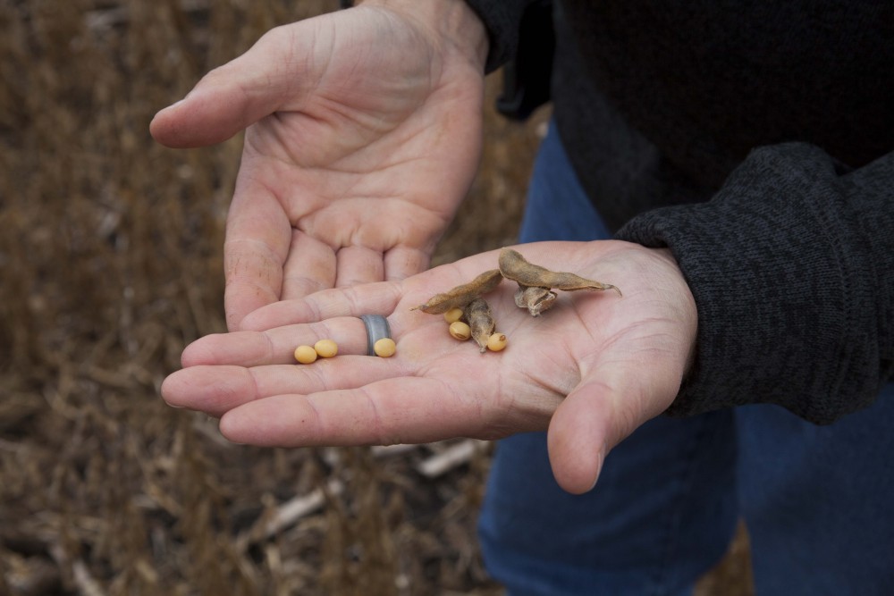 Kameron Duncanson, a farmer with the KD2 Farms Partnership and a University of Minnesota alumni, breaks apart soybeans to show that they contain too much moisture to harvest on his farm in Mapleton, Minnesota on Friday, Oct. 4, 2019. He says that the abundance of rain this growing season has made harvesting more difficult, but that he and other farmers are not unfamiliar with these challenges. 