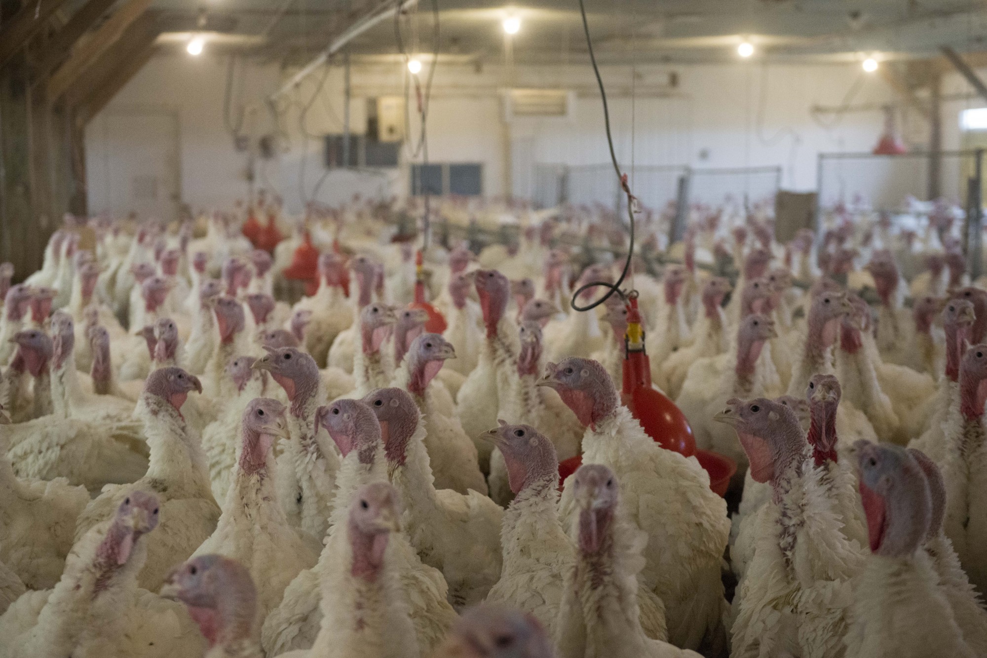 Turkeys gather in a holding pen at the Rosemount Research & Outreach Center at UMore Park on Thursday, Oct. 31. A study lead by Tim Johnson, a University associate professor, found that customized probiotics perform the same as low-dose antibiotics in maintaining turkey health. 