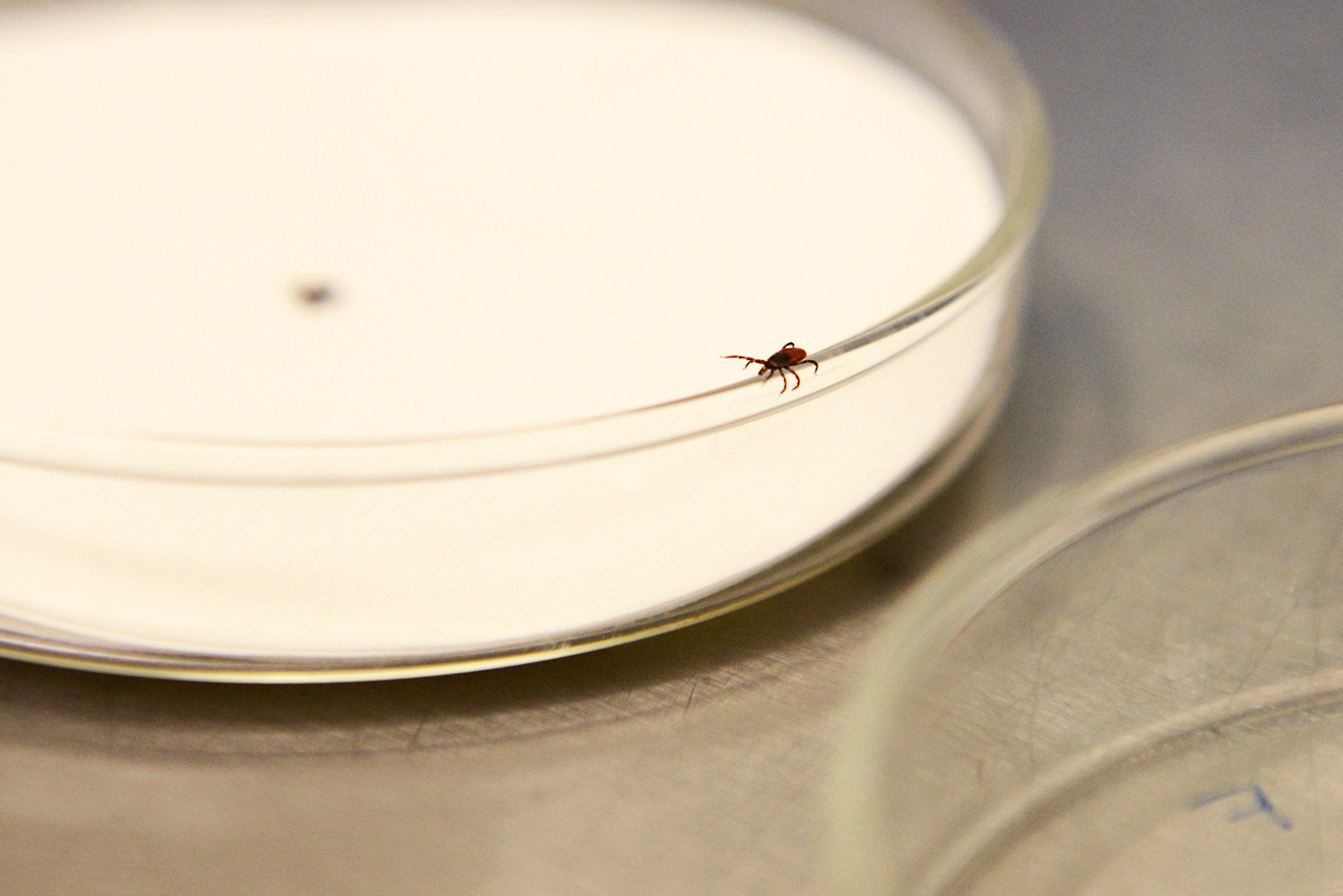A blacklegged tick used in research on tick-borne pathogens at the University of Minnesota crawls across a petri dish in the Hodson Hall tick lab on Thursday, Jan. 28, 2016.