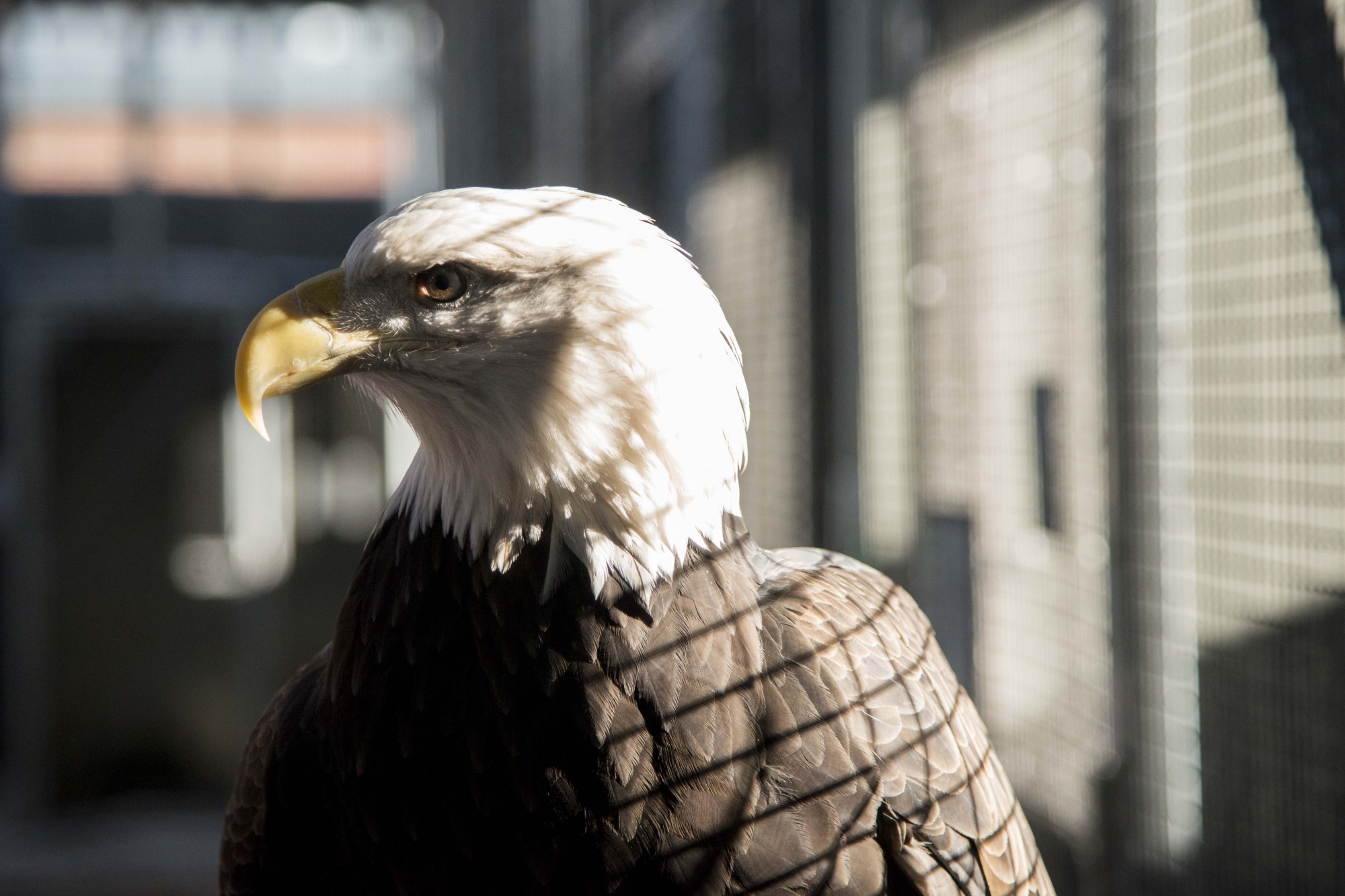 A Bald Eagle at the Gabbert Raptor Center as seen on Tuesday, Dec. 3. Researchers are evaluating the auditory responses in eagles, which are among the most common species of bird killed by wind turbines, as part of an ongoing effort to prevent fatalities caused by collisions. 