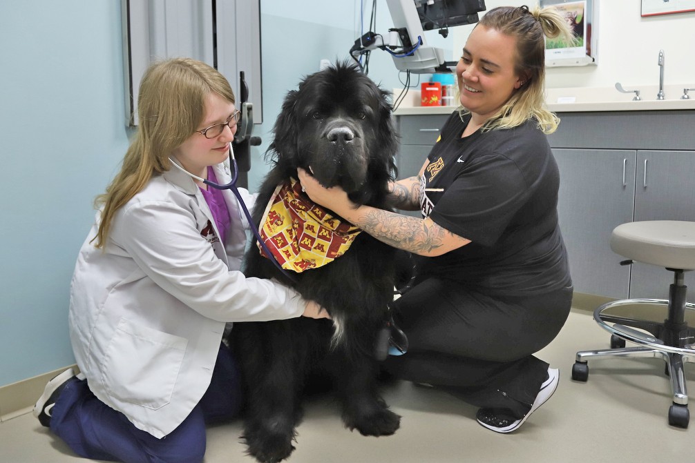 Veterinary Student Cailey Malnarick performs a check-in exam on Noodle the dog while Veterinary Technician Sydney Gagnon assists at the Veterinary Medical Center in St. Paul on Friday, Feb. 21.