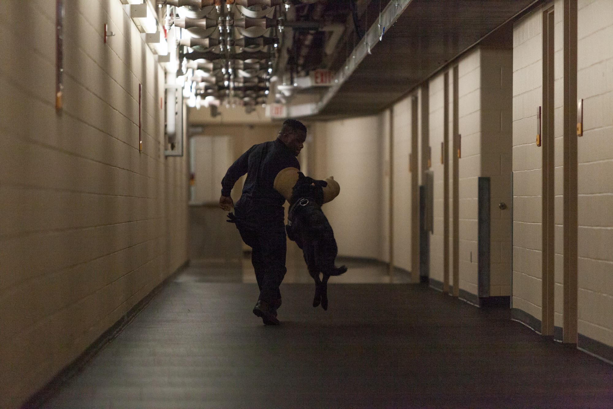 Dual Purpose Canine Rio leaps to apprehend K-9 Patrol Officer Allan Cunningham, who wears a bite sleeve, at TCF Bank Stadium on Tuesday, Feb. 25.