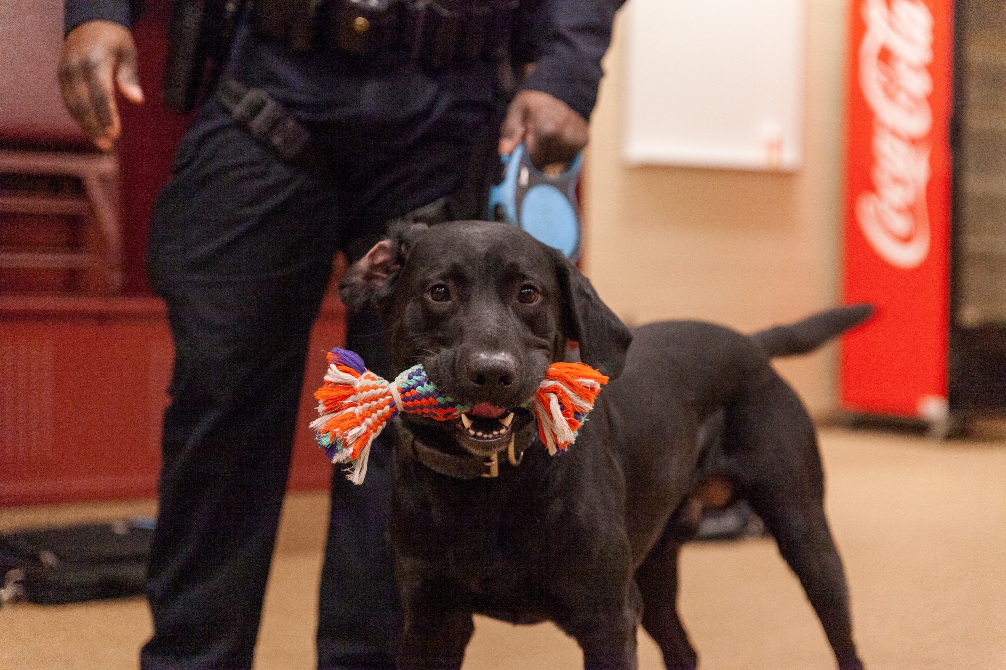 Explosives Detection Canine Gator clutches his toy at TCF Bank Stadium on Tuesday, Feb. 25. This toy is Gators primary motivator for performing the tasks given by his handler and is given as a reward each time he accomplishes them.