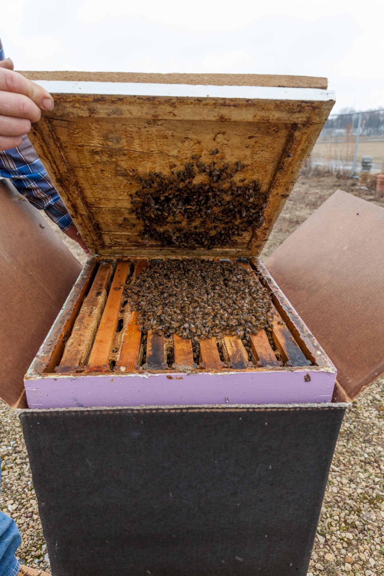 Beekeeper Gary Reuter opens a brood box at the University of Minnesota Bee Laboratory on Monday, March 16. The bees huddle together and flex their flight muscles in order to stay warm and survive the winter.