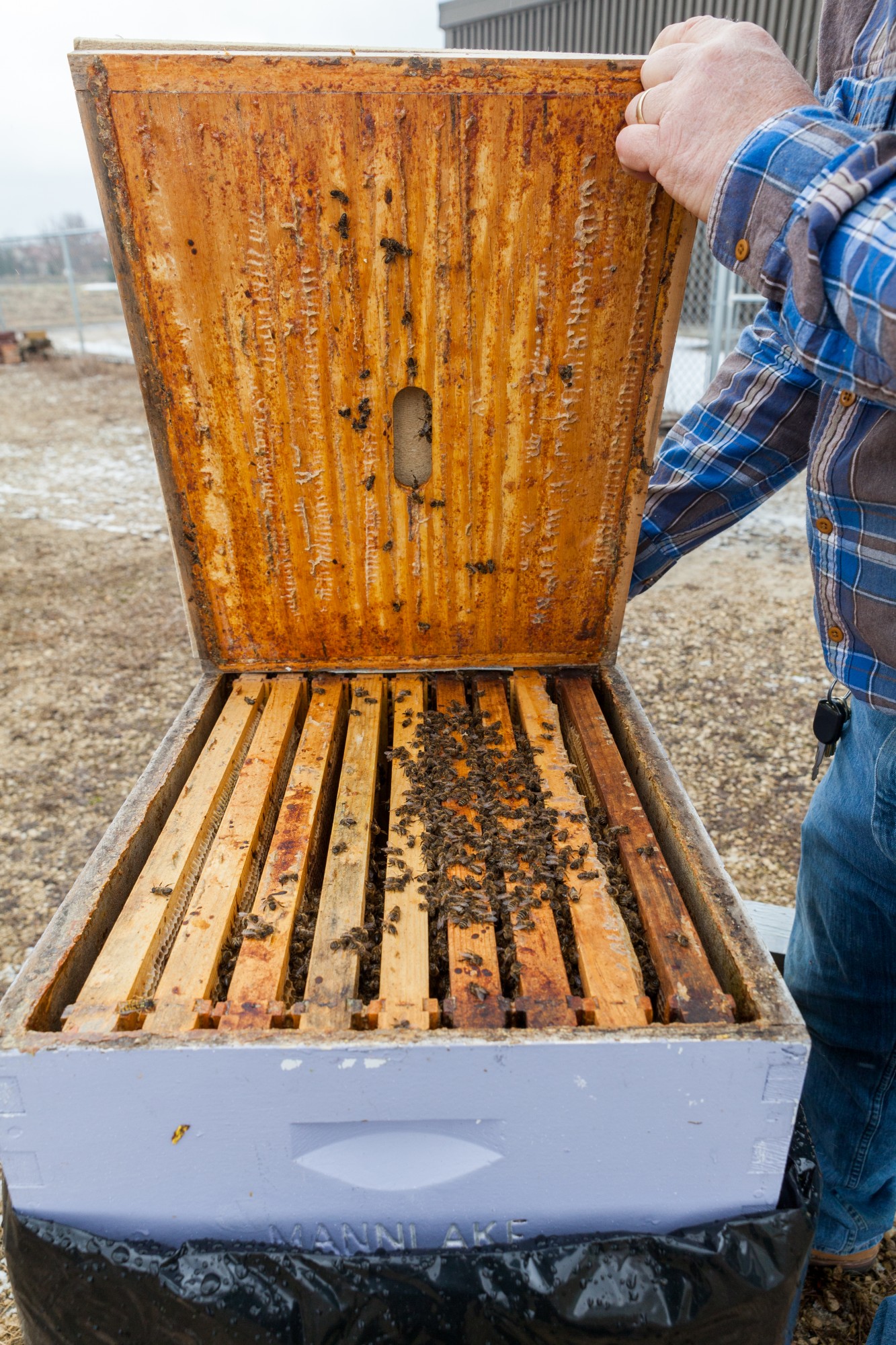 Beekeeper Gary Reuter opens a brood box to find that the bees have died at the University of Minnesota Bee Laboratory on Monday, March 16. Reuter says that a fifty percent survival rate is typical for the Universitys colonies.