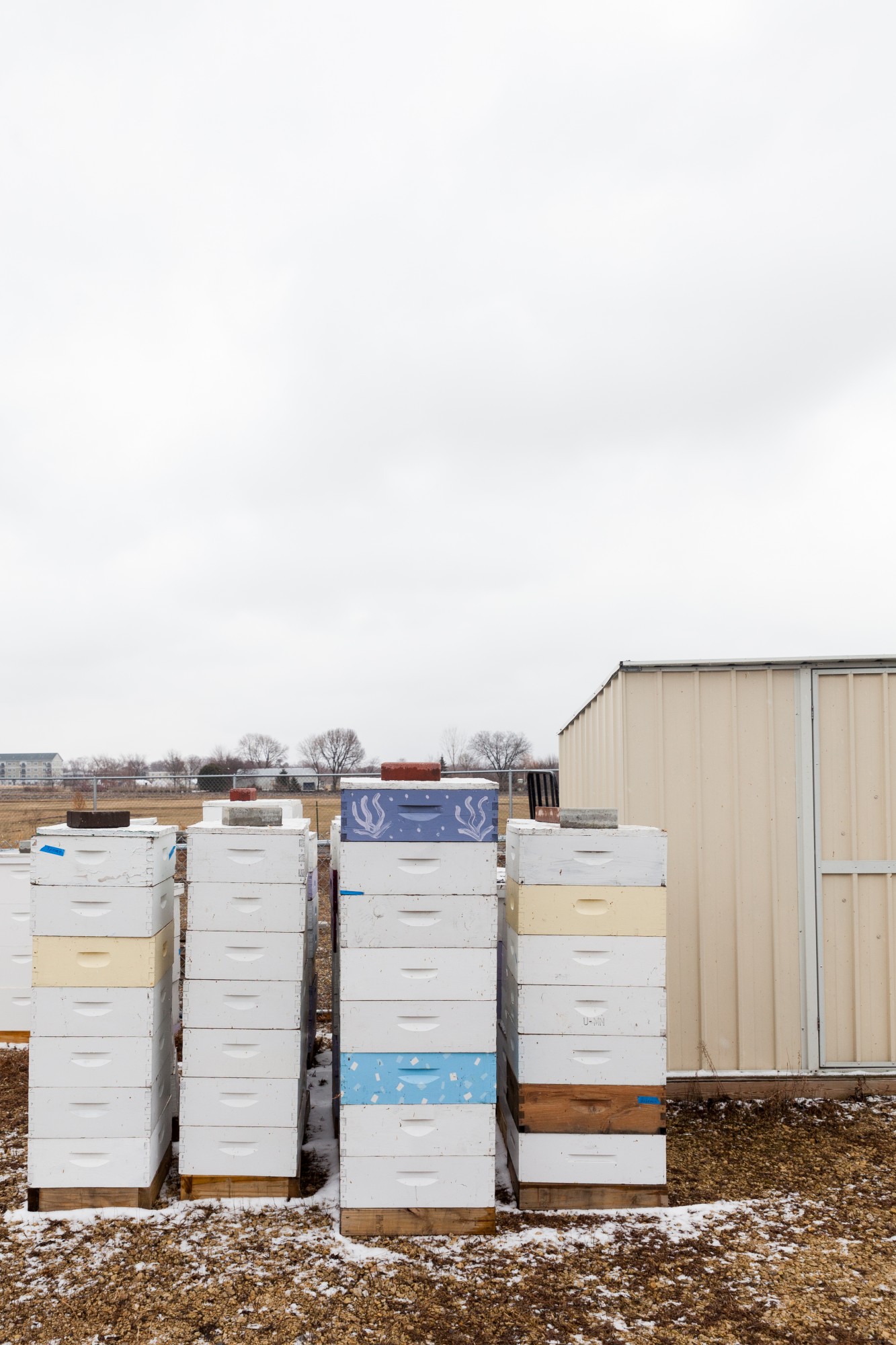 Bee colonies lie dormant due to the cold weather at the University of Minnesota Bee Laboratory on Monday, March 16.