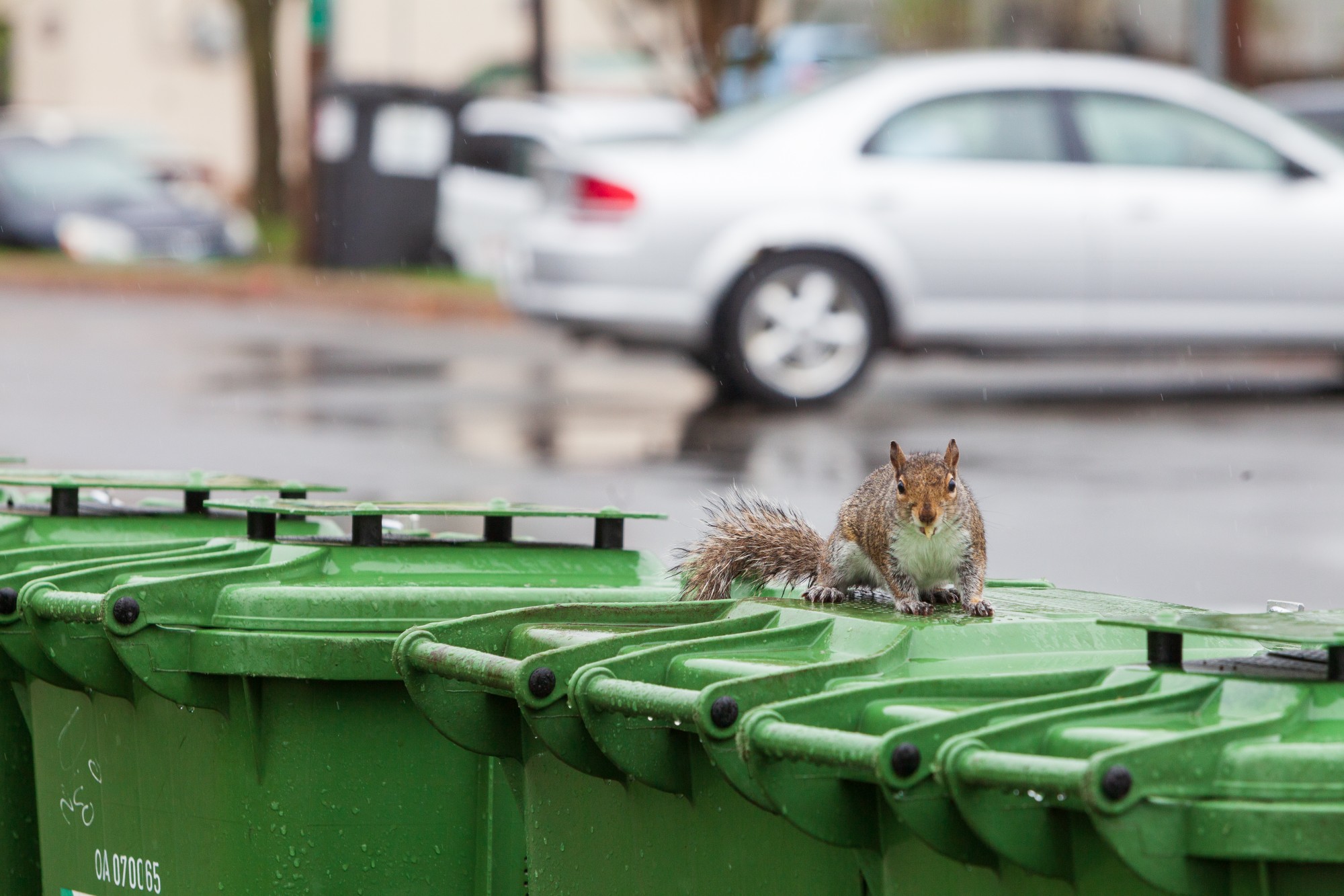 A squirrel perches atop a row of trash bins in Van Cleve Park on Tuesday, April 28.