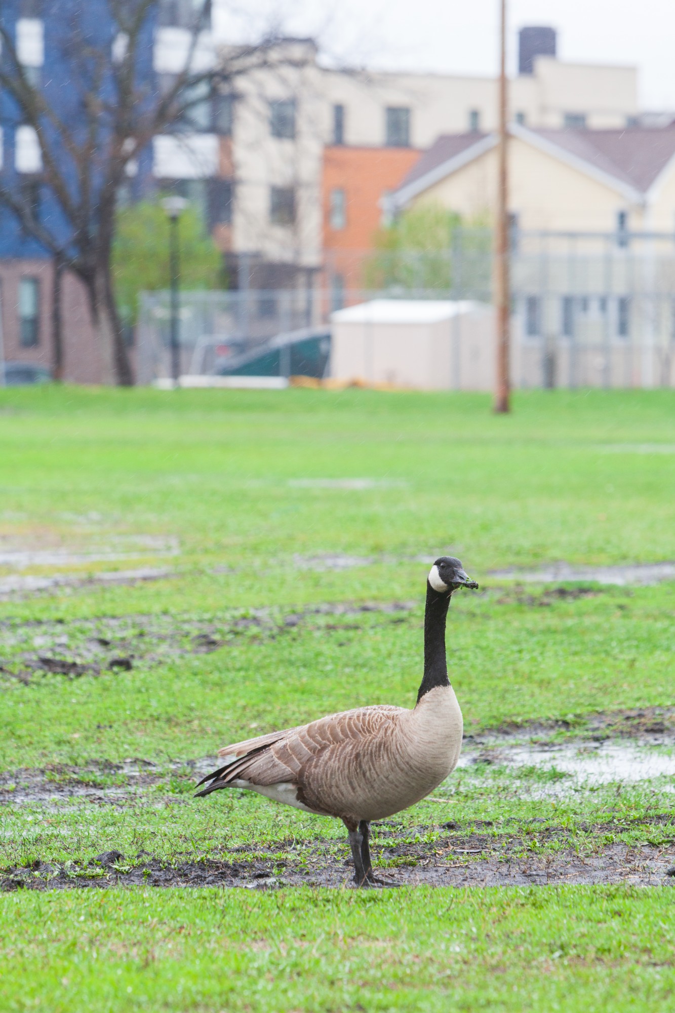 A lone goose wanders Van Cleve Park on Tuesday, April 28.