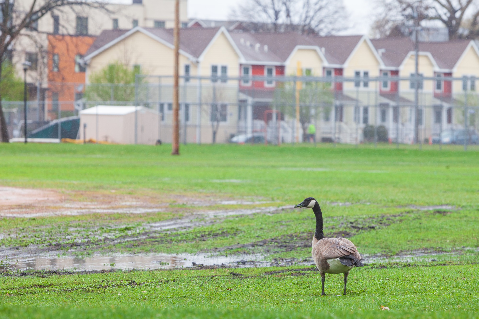 A lone goose wanders Van Cleve Park on Tuesday, April 28.