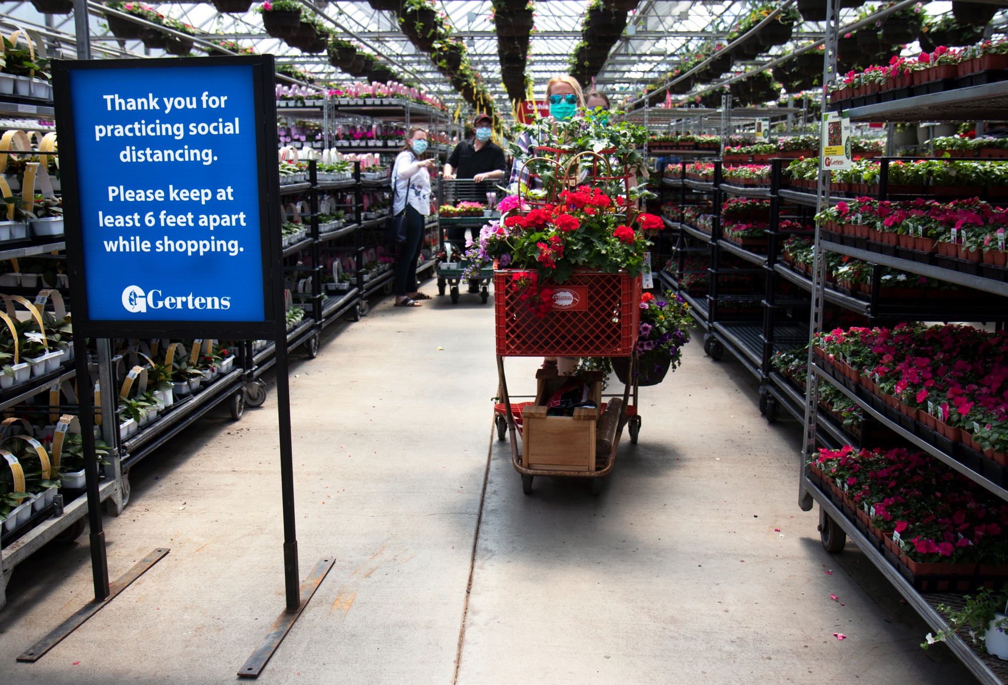 Customers wear face masks as they pick out plants at Gertens greenhouse and nursery in Inver Grove Heights on Sunday, May 3. Gertens more than doubled the number of checkouts this spring, including outdoor checkouts to help maintain social distancing for their customers and employees. 