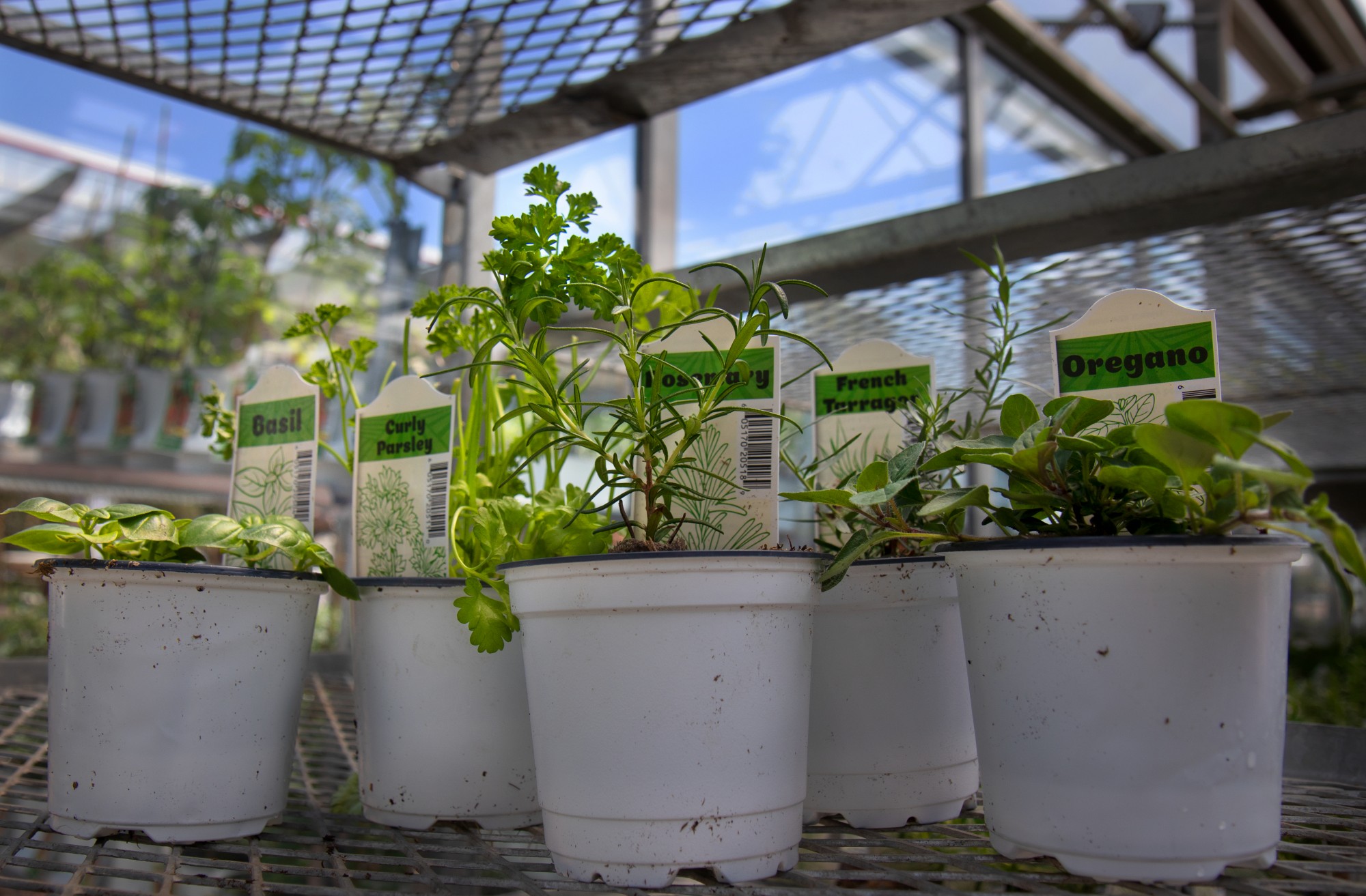 A selection of herbs at Gertens greenhouse and nursery in Inver Grove Heights on Sunday, May 1. Herbs are a forgiving option for first time gardeners. 
