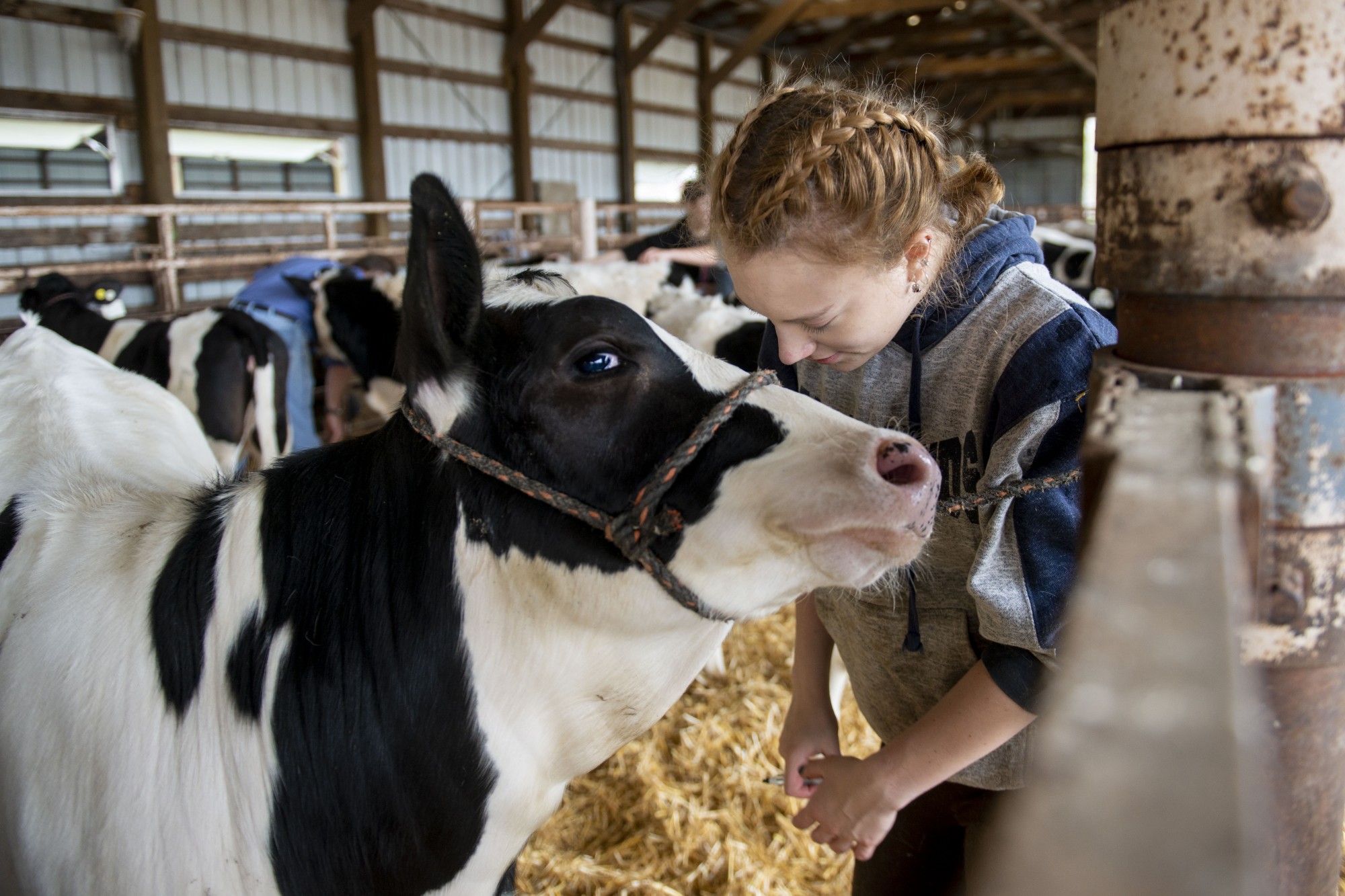 1:17 p.m.
Senior Emily Jacobson tends to cows in the Cattle Barn on the St. Paul campus. 