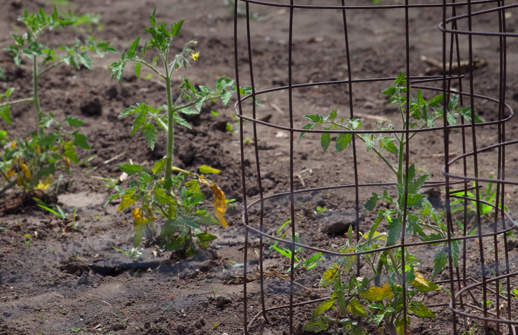 Tomato plants grow protected by wire cages in a front yard vegetable garden in Falcon Heights on Wednesday, June 15. (Audrey Rauth / Minnesota Daily)