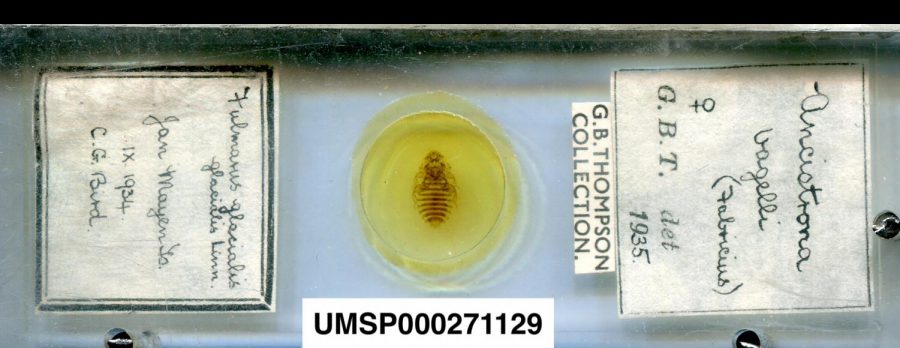 A high-resolution scan of a louse specimen (Courtesy of the University of Minnesota Insect Collection)