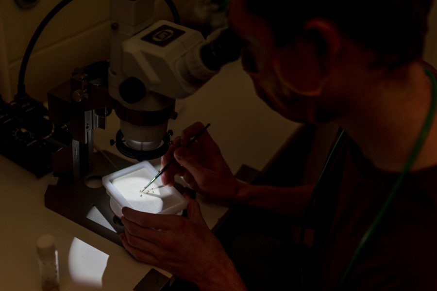 Biomedical graduate student Nathan Feltman studies a sample of fruit flies at the Gortner Laboratory on Tuesday, Nov. 17.