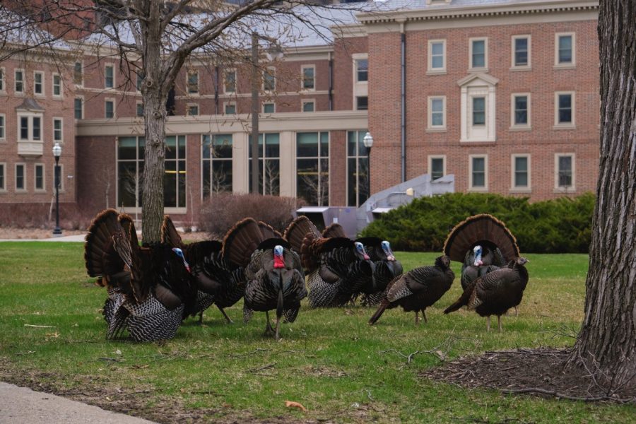 A flock of turkeys huddle in front of Pioneer Hall in May 2022.