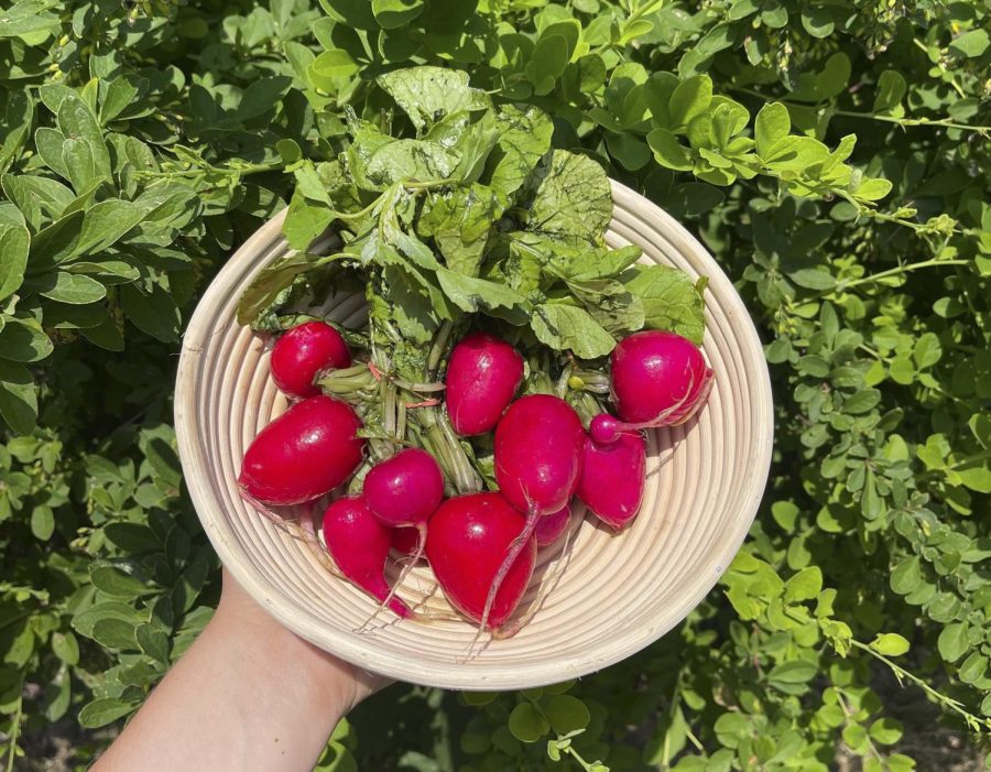 A&E Summer Produce Guide: Radishes