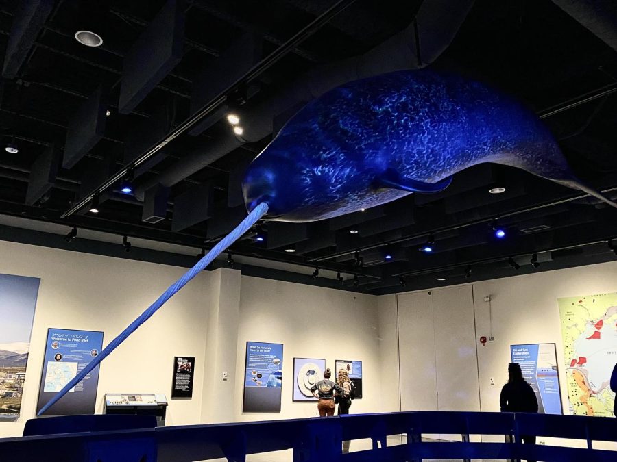 The+museum+celebrated+its+150-year+anniversary+in+fall+2022+with+a+new+exhibit+called+Narwhal%3A+Revealing+an+Arctic+Legend.