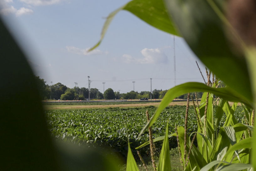 Crop research fields on the St. Paul Campus, July 26, 2023.