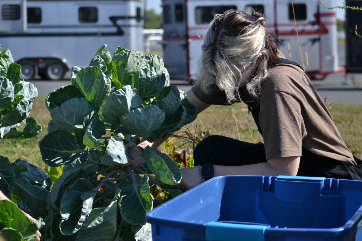 Trystan Schultz harvesting brussel sprouts on the Cornercopia Organic Student Farm on Monday, Sept. 18, 2023. She is volunteering at the farm through a class that she is taking.