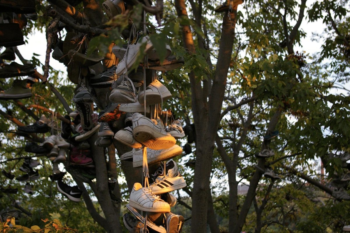 The shoe tree has spawned many campus tales.