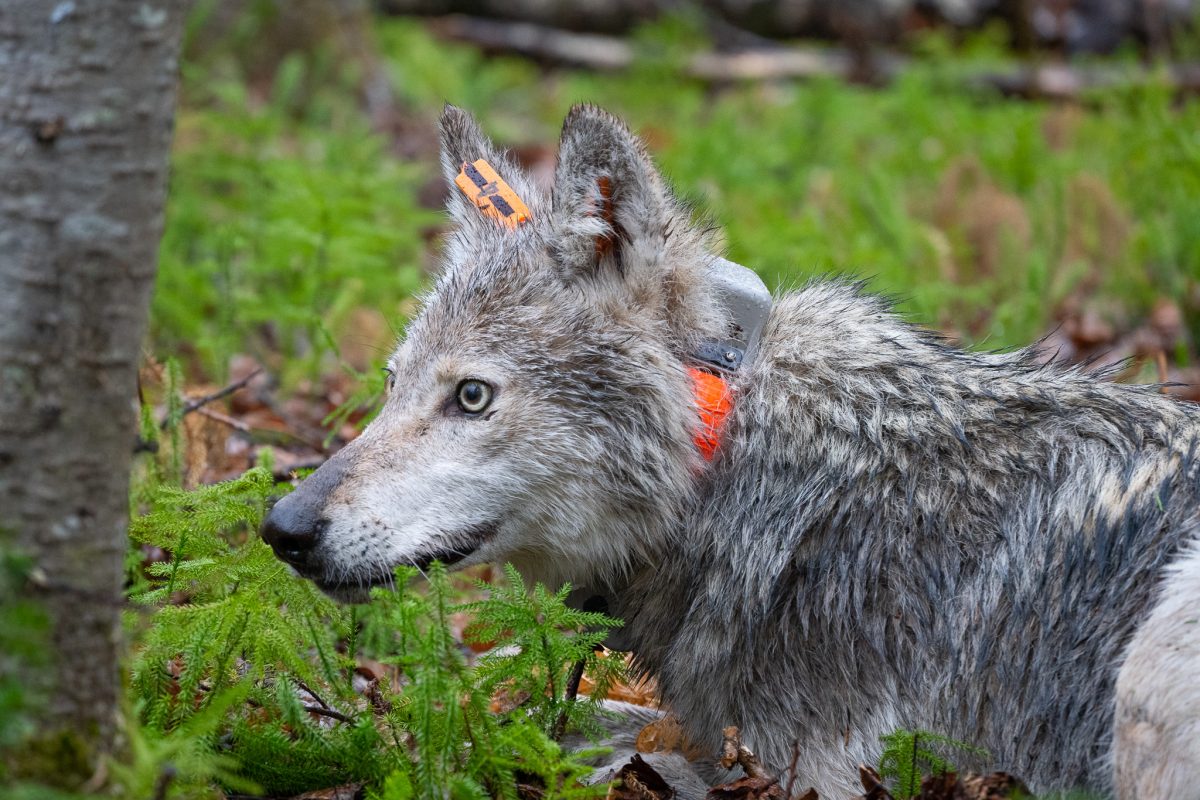 A wolf fitted with a GPS collar.