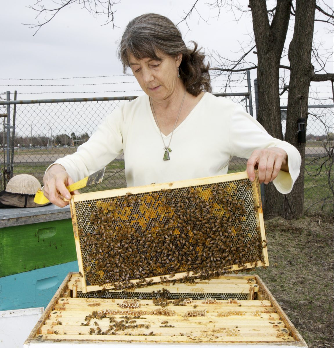 Spivak working with honeybees in 2015.