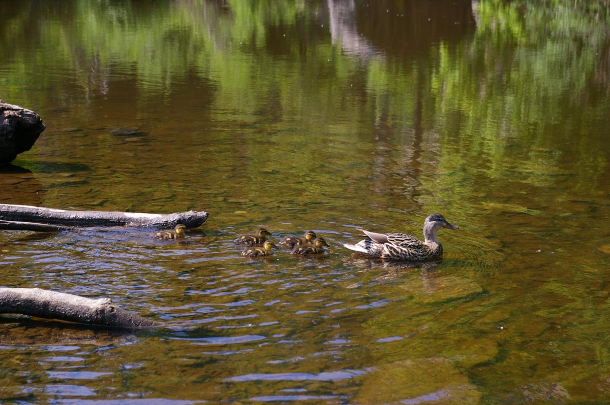 Baby+ducklings+follow+their+mother+on+a+casual+swim+through+the+Mississippi+River.+Photographed+on+Wednesday%2C+these+birds+passed+through+Father+Hennepin+Bluff+Park+on+a+chilly+afternoon.+The+Lower+trail+is+currently+riddled+with+invasive+species+and+plants+the+restoration+project+aims+to+return+to+the+area%E2%80%99s+original+ecology.