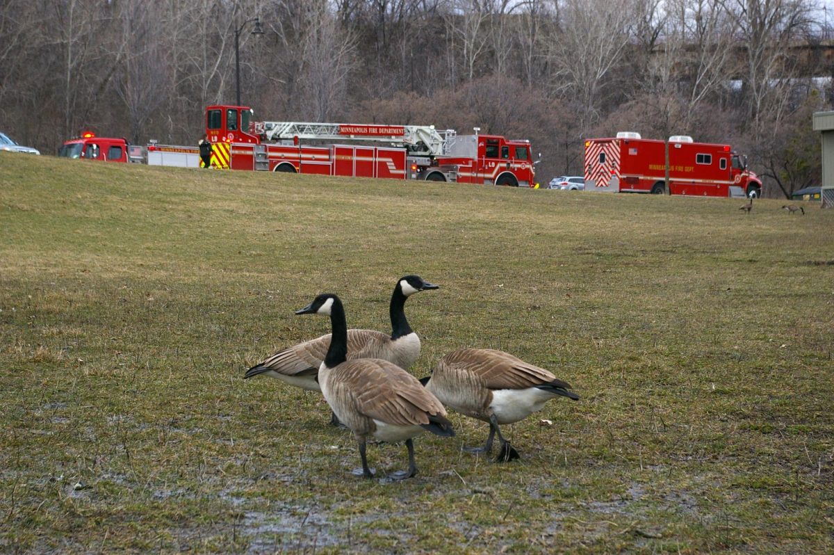 Geese gather at Bohemian Flats near the Mississippi River on Tuesday. Fire trucks are parked in the background to check on the river after an “unknown substance” was found in the water. 