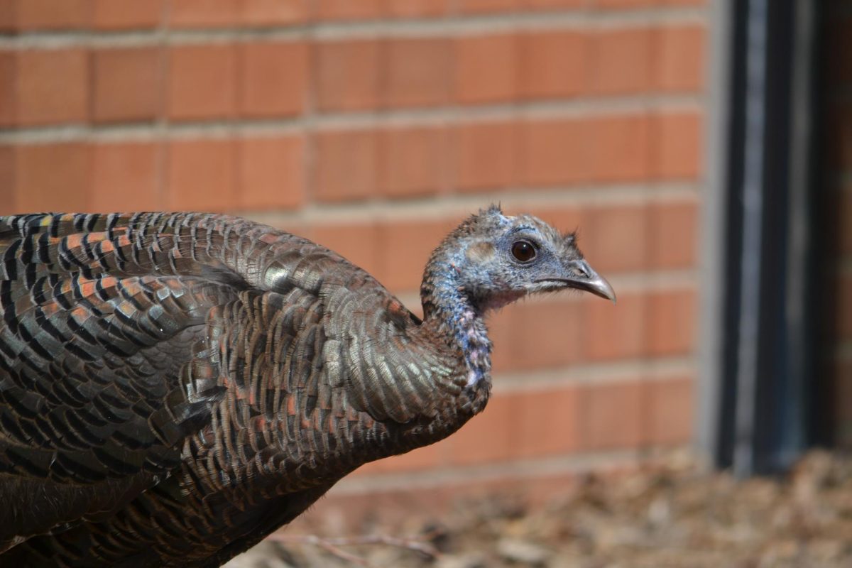 The warm weather last week brought out a lot of wildlife, including the infamous campus turkeys. This hen was spotted outside Middlebrook Hall on Wednesday.