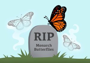 Due to habitat loss and native plant loss, monarch butterflies are disappearing. 