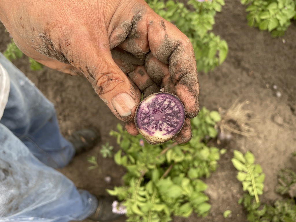 A paisley purple potato being harvested. Courtesy of Laura Shannon