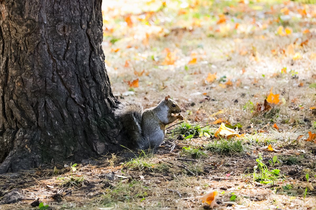 Squirrels are one of the most seen animals found around the University of Minnesota campus, aside from various forms of birds.